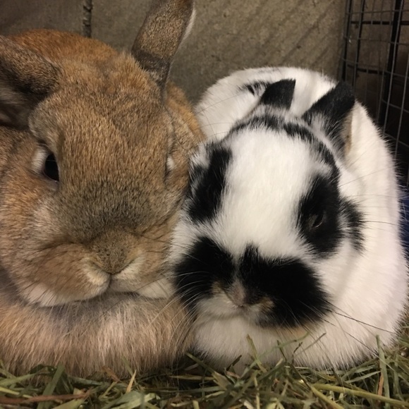 Meet your Posher, Holli - Picture 1 of 1